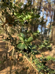 Ilex crenata