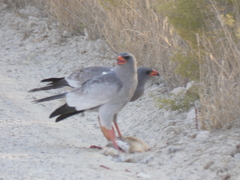 Melierax canorus argentior