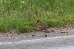 Emberiza melanocephala