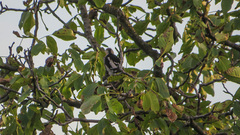 Dendrocopos syriacus