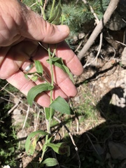 Erigeron rybius