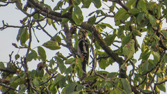 Dendrocopos syriacus