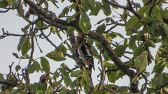 Dendrocopos syriacus