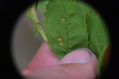 Phragmidium rosae-multiflorae