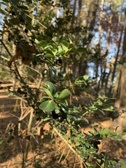 Ilex crenata