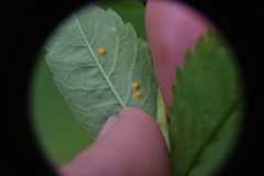 Phragmidium rosae-multiflorae