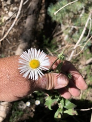 Erigeron rybius