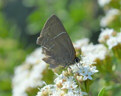 Parrhasius moctezuma