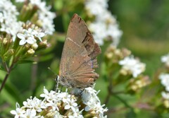 Parrhasius moctezuma