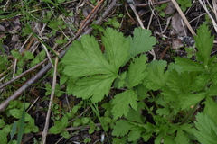Geum aleppicum