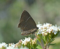 Parrhasius moctezuma