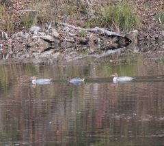 Mergus merganser merganser