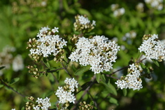 Stevia