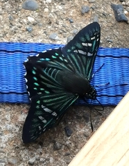 Phocides urania urania