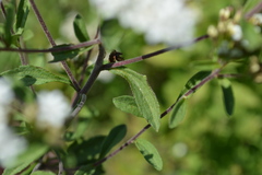 Stevia