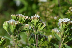 Stevia