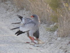 Melierax canorus argentior