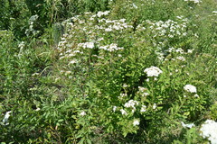 Stevia