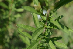 Stevia