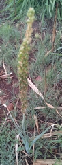 Albuca virens virens