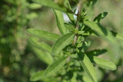 Stevia