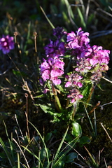 Pedicularis sudetica interioroides