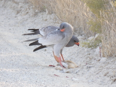 Melierax canorus argentior