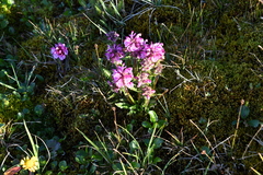 Pedicularis sudetica interioroides