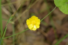 Ranunculus acris