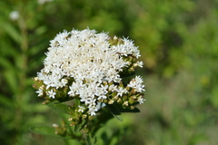 Stevia