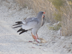 Melierax canorus argentior