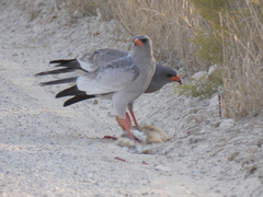 Melierax canorus argentior