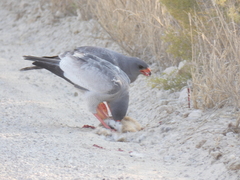 Melierax canorus argentior
