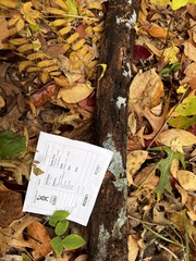 Byssocorticium atrovirens