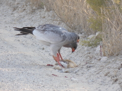Melierax canorus argentior
