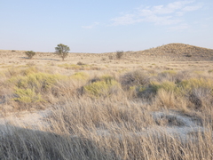Eragrostis rotifer