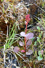 Rumex acetosa pseudoxyria