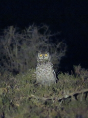 Bubo africanus africanus