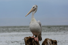 Pelecanus rufescens