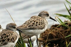 Calidris pusilla