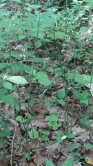 Asarum canadense