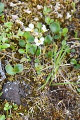 Cardamine microphylla