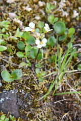 Cardamine microphylla