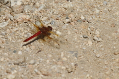 Sympetrum madidum