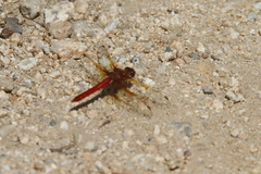 Sympetrum madidum