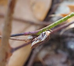 Paraulacizes irrorata