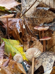 Mycena atkinsoniana