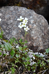 Cardamine microphylla