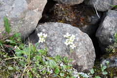 Cardamine microphylla