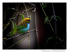 Tangara cyanoventris